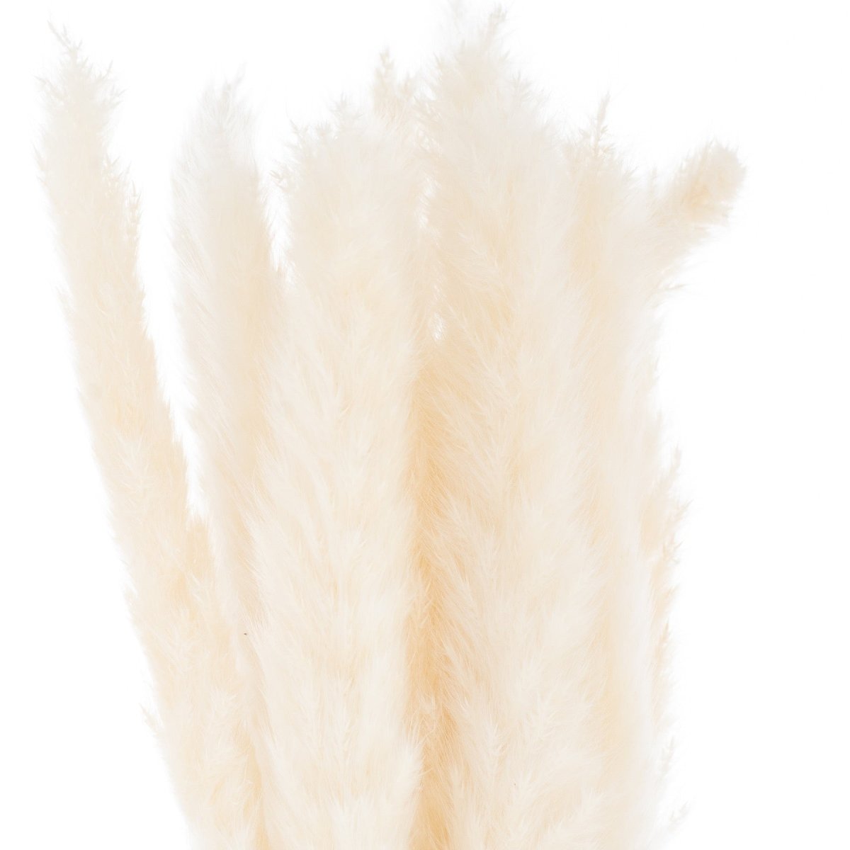 Mini White Pampas Grass Bunch Of 15 -