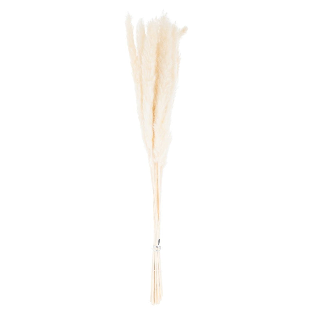 Mini White Pampas Grass Bunch Of 15 -