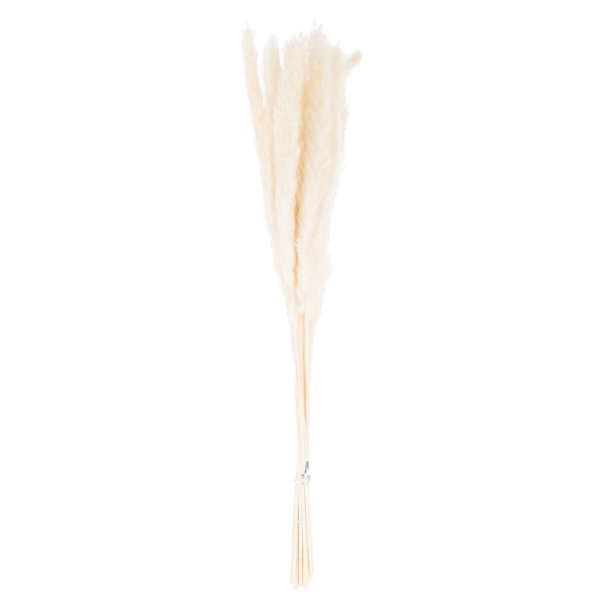 Mini White Pampas Grass Bunch Of 15 -