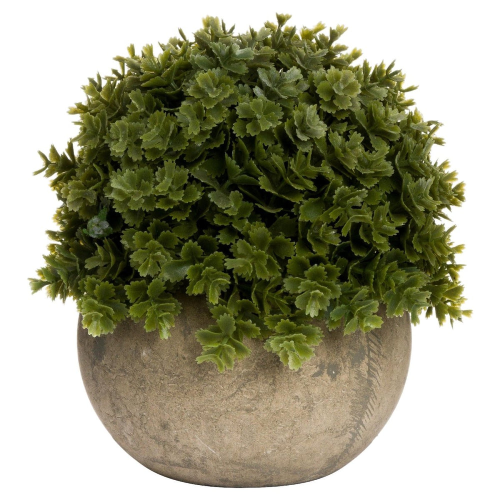 
                      
                        Miniature Hebe Veronica In Pot -
                      
                    