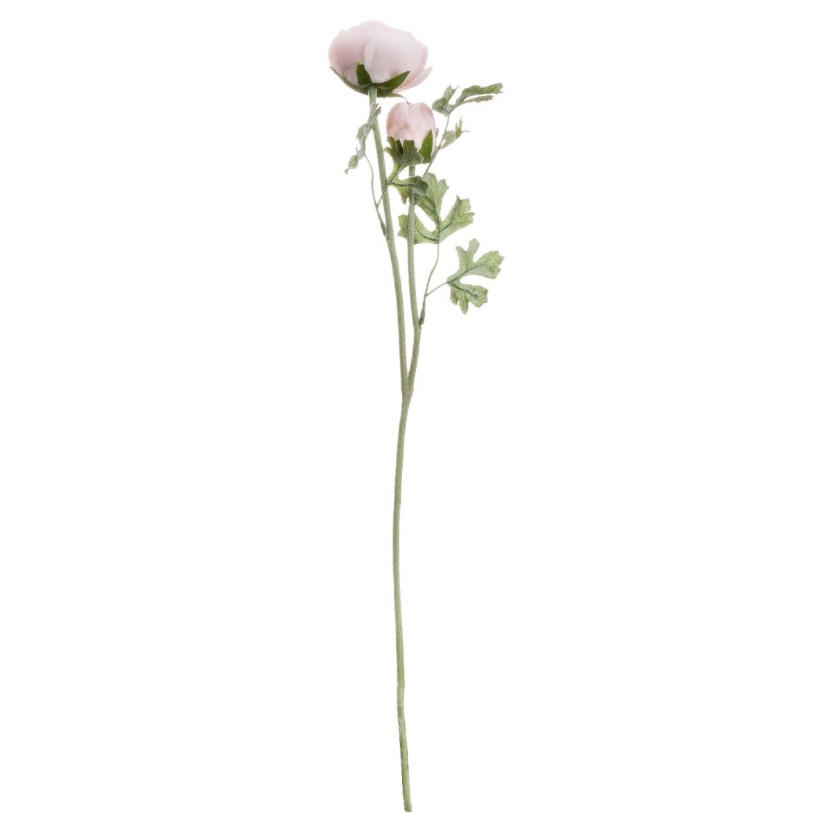 Pastel Pink Ranunculus - Home Accents