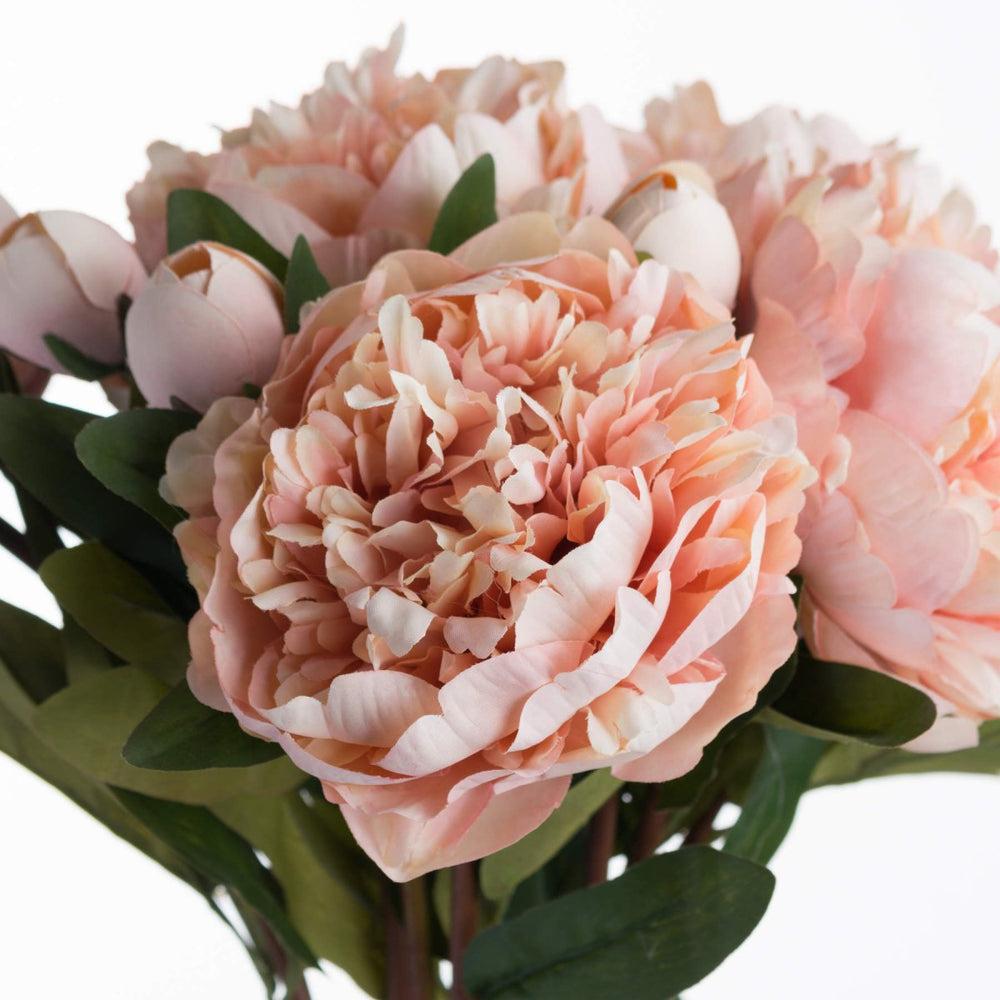 
                      
                        Peach Peony Rose -
                      
                    