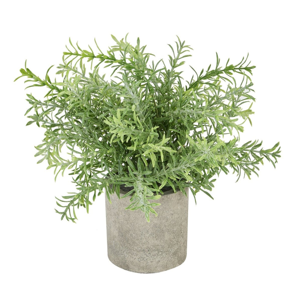 
                      
                        Rosemary Plant In Stone Effect Pot - Home Accents
                      
                    