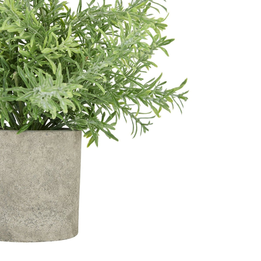 
                      
                        Rosemary Plant In Stone Effect Pot - Home Accents
                      
                    