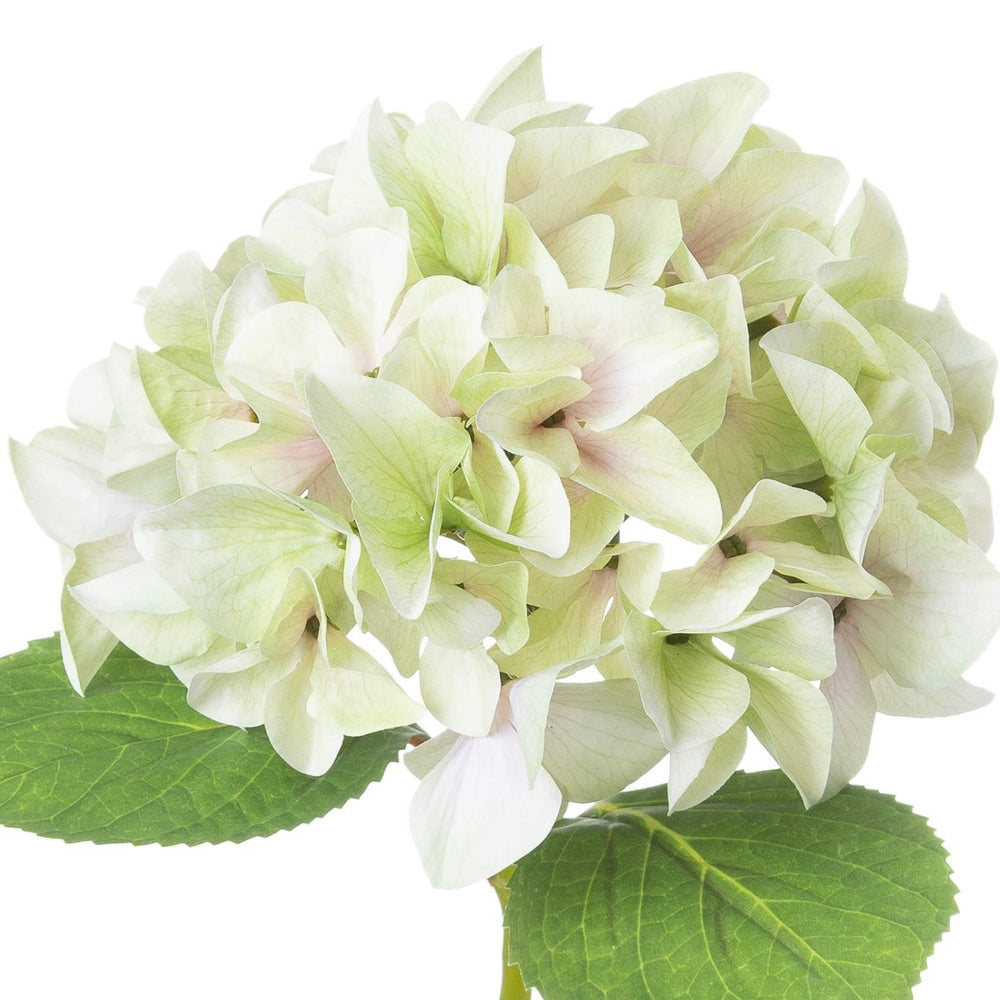 
                      
                        Shabby Green Single Hydrangea - Home Accents
                      
                    