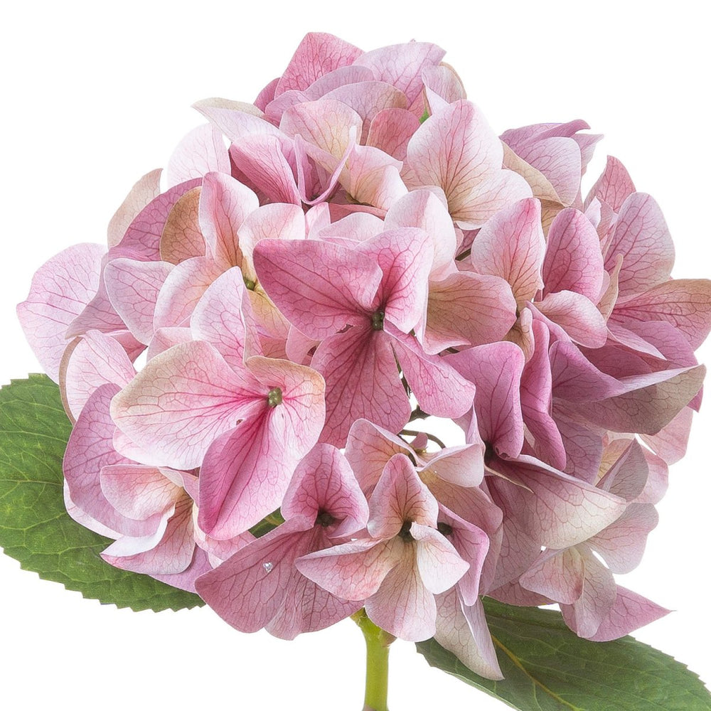 
                      
                        Shabby Pink Single Hydrangea - Home Accents
                      
                    