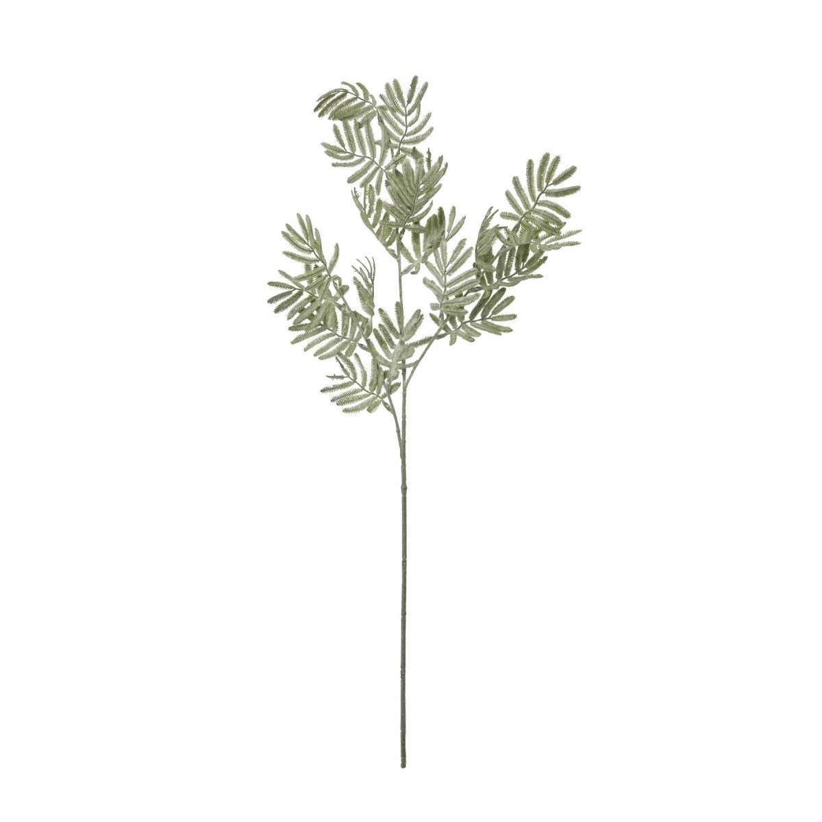 Silver Wattle Leaf - Home Accents