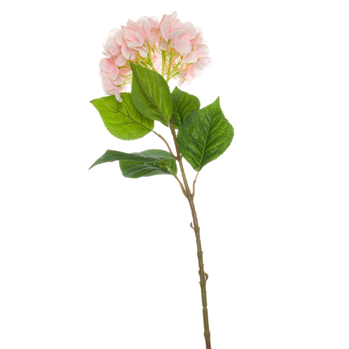 Single Pink Hydrangea -