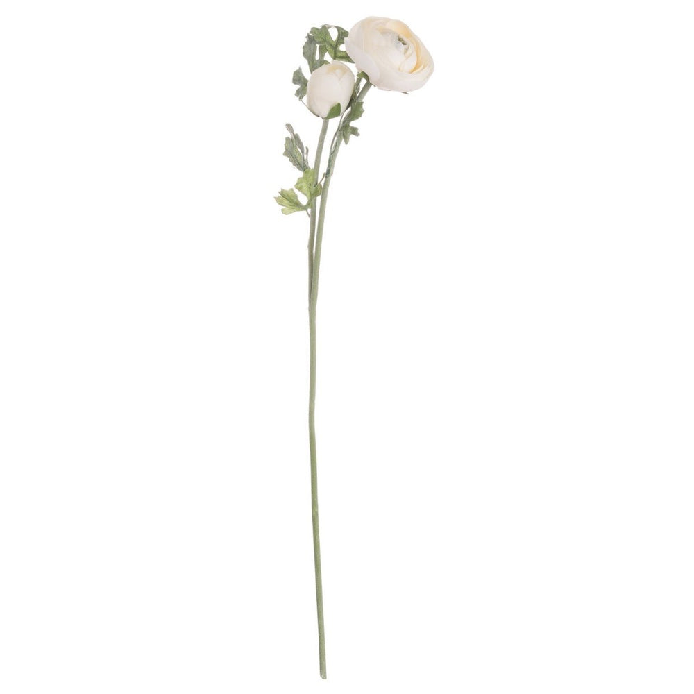 
                      
                        Soft Cream Ranunculus - Home Accents
                      
                    