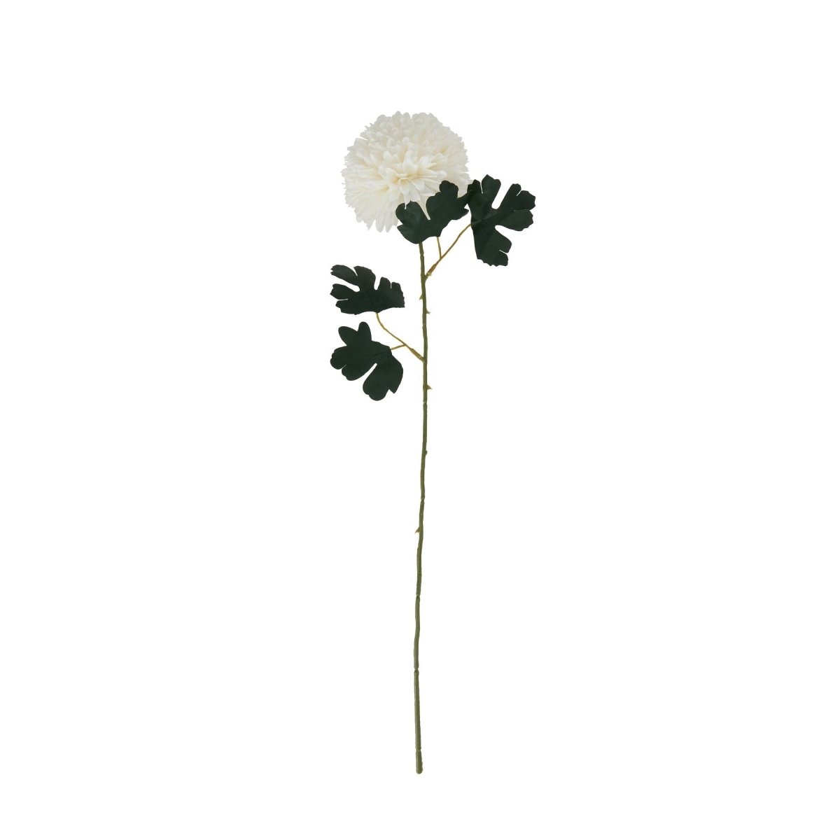 White Chrysanthemum Stem -