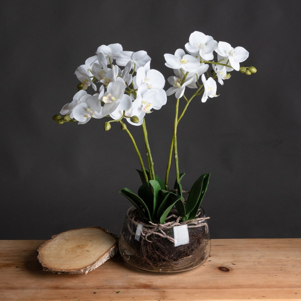 White Orchid In Glass Pot -