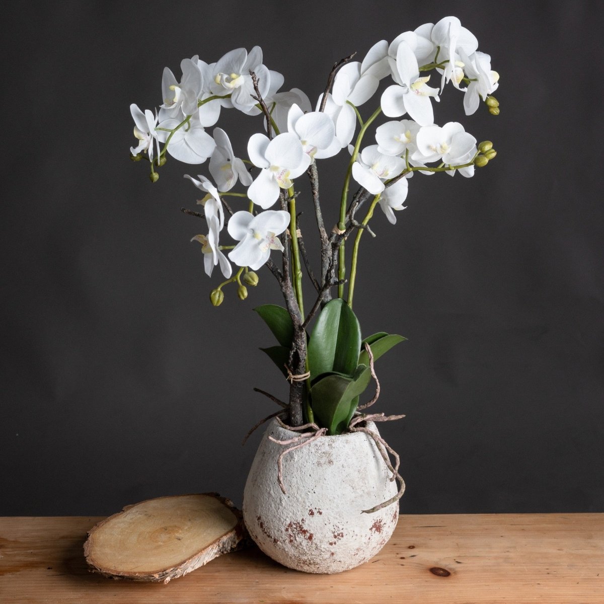 White Orchid In Stone Pot -