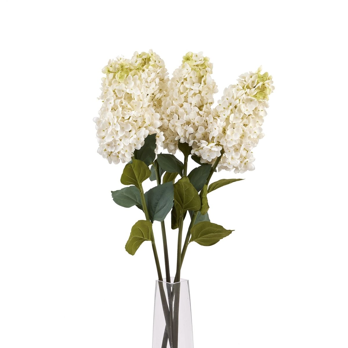 White Spear Hydrangea - Home Accents