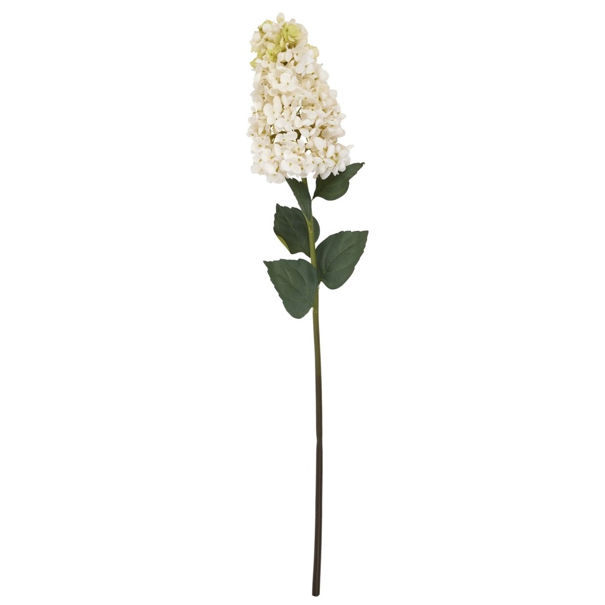 White Spear Hydrangea - Home Accents