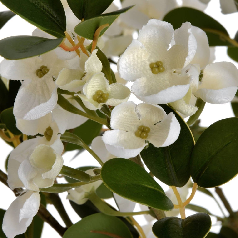 
                      
                        White Spring Mock Orange Flower - Home Accents
                      
                    